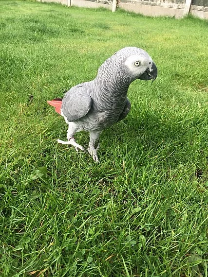 Žena  papoušek na prodej