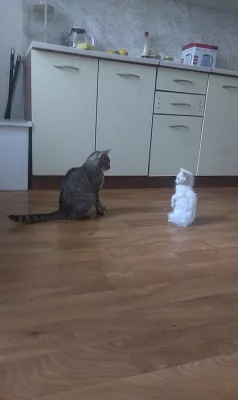 BÍLÉ KOŤÁTKO - daruji, kočka, 6 týdnů, Praha