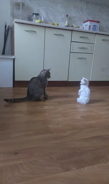 BÍLÉ KOŤÁTKO - daruji, kočka, 6 týdnů, Praha