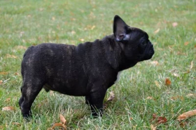 Francouzský buldoček s PP