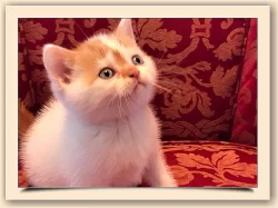 Britská červený harlekýn s rodokmenem