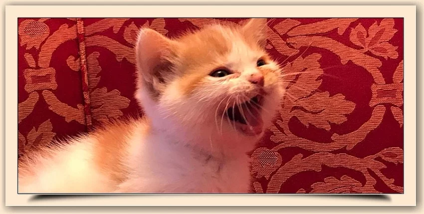 Britská červený harlekýn s rodokmenem