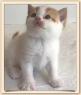 Britská červený harlekýn s rodokmenem