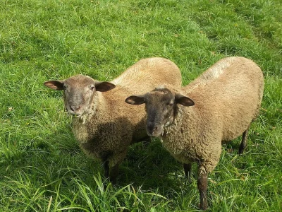 Prodám 2 beránky Suffolk