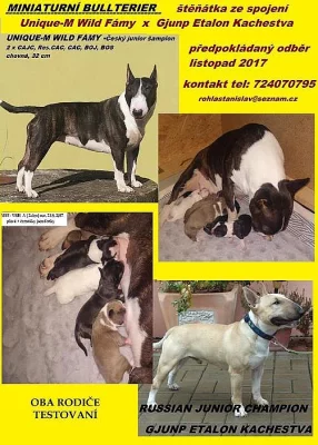 Miniaturní bullterier - prodám štěňátka