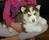 sibiřský Husky splatný v sezóně