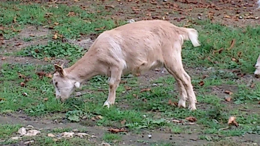 Kozička