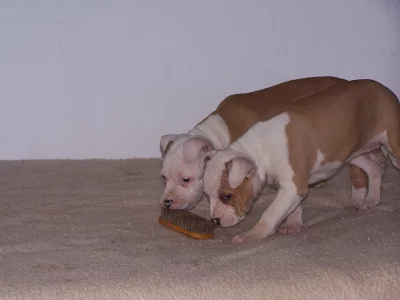 AMERICKÝ STAFORDŠÍRSKÝ TERIER prodám štěňátka bez p.p