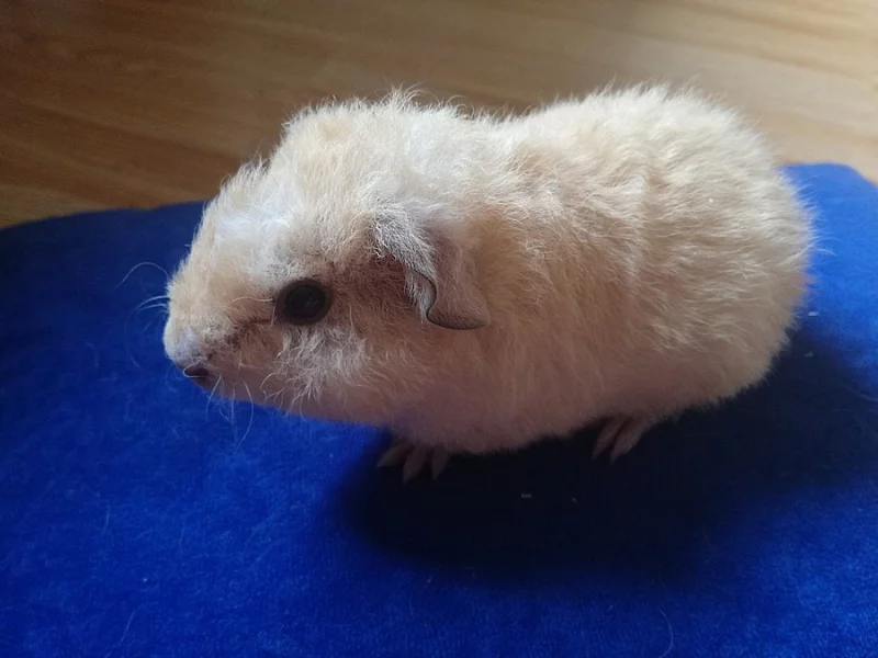 Mimi morcatka US Teddy - přijímám rezervace