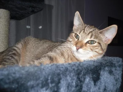 Mařenka