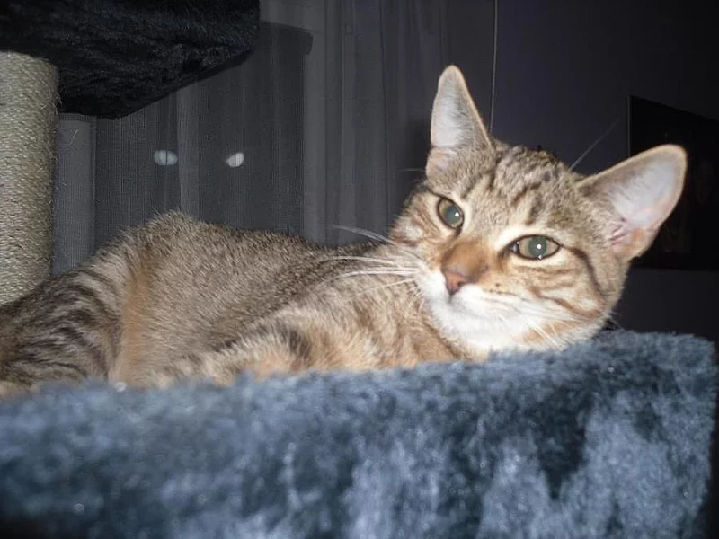 Mařenka