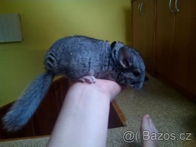 Sameček činčily