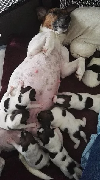 Štěňata Jack russel terier bez PP