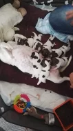 Štěňata Jack russel terier bez PP