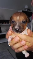 Štěňata Jack russel terier bez PP