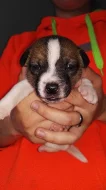 Štěňata Jack russel terier bez PP