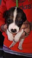 Štěňata Jack russel terier bez PP