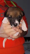 Štěňata Jack russel terier bez PP