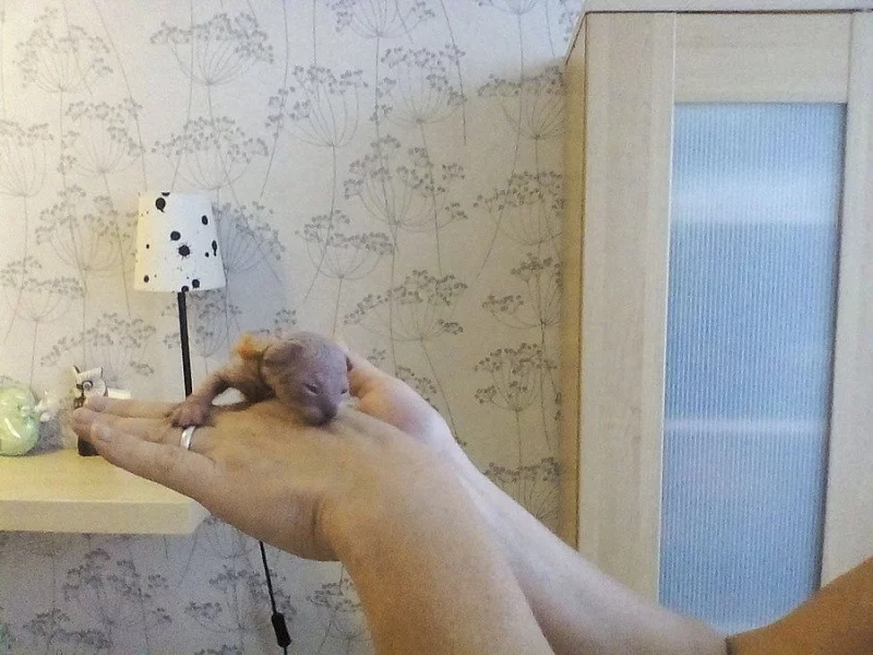 Kanadský sphynx
