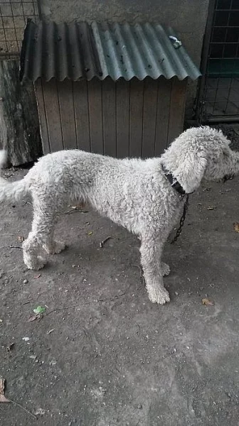 Daruji psa do dobrých rukou