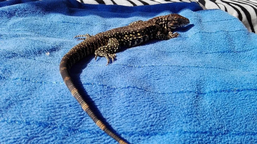 Prodám Teju pruhovaného (Tupinambis merianae)