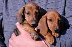 Jezevčík trpasličí krátkosrstý s rodokmeňom