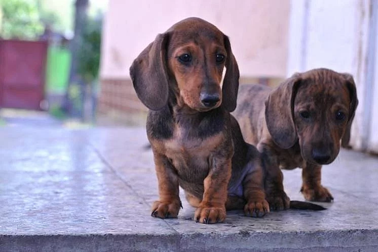 Jezevčík trpasličí krátkosrstý s rodokmeňom