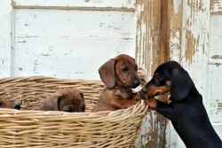 Jezevčík trpasličí krátkosrstý s rodokmeňom