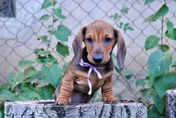 Jezevčík trpasličí krátkosrstý s rodokmeňom