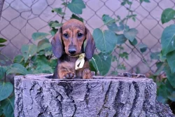 Jezevčík trpasličí krátkosrstý s rodokmeňom