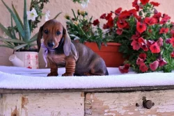 Jezevčík trpasličí krátkosrstý s rodokmeňom