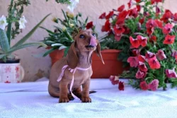 Jezevčík trpasličí krátkosrstý s rodokmeňom