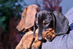 Jezevčík trpasličí krátkosrstý s rodokmeňom