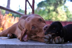 Jezevčík trpasličí krátkosrstý s rodokmeňom