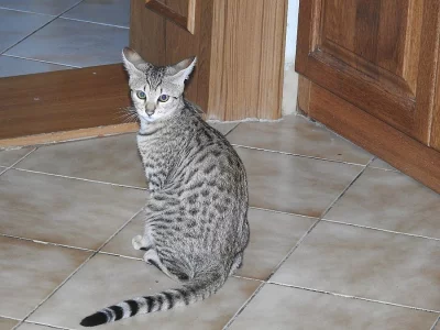 2 savannah koťata F7 SBT s PP