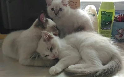 Ragdoll koťátka.