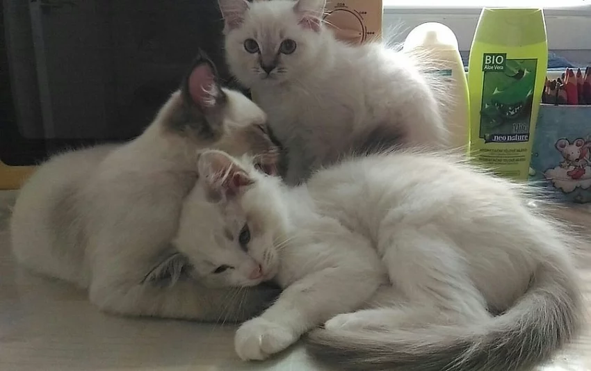 Ragdoll koťátka.
