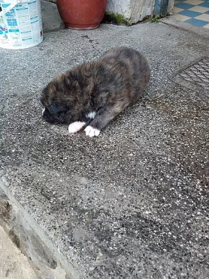 Akita-Inu bez pp