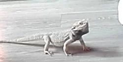 Prodám agamu