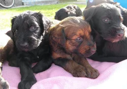 Briard - všestraný chlupatý přítel