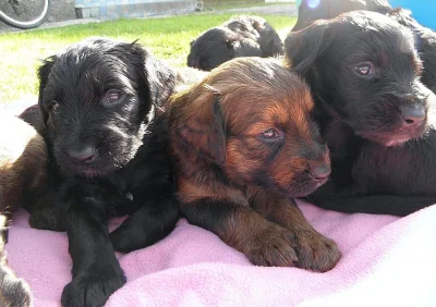 Briard - všestraný chlupatý přítel