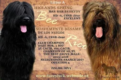 Briard - všestraný chlupatý přítel