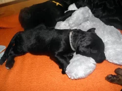 Briard - všestraný chlupatý přítel