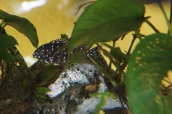 Tropheus DUBOISI Maswa