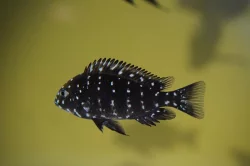 Tropheus DUBOISI Maswa