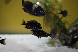 Tropheus DUBOISI Maswa