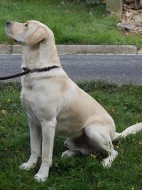 Nabízím psa labradorského retrívra ke krytí