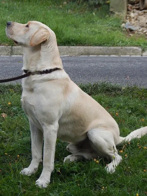 Nabízím psa labradorského retrívra ke krytí