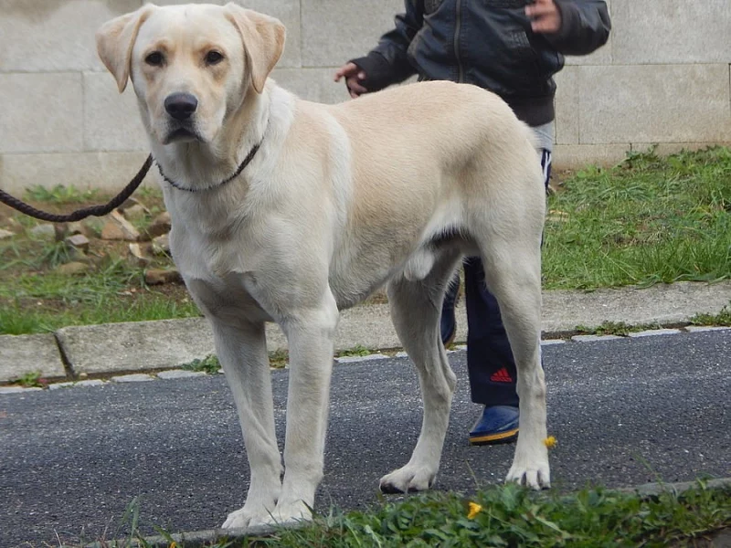 Nabízím psa labradorského retrívra ke krytí