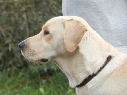 Nabízím psa labradorského retrívra ke krytí